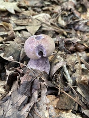 Tylopilus plumbeoviolaceus