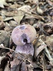 Tylopilus plumbeoviolaceus