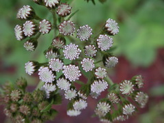Hymenopappus