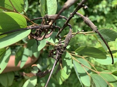 Bauhinia ungulata