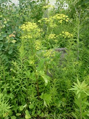 Chirivía (Pastinaca sativa): origen y usos — foto 2