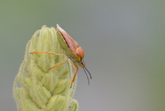 Carpocoris pudicus
