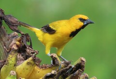 Yellow Oriole photo 2
