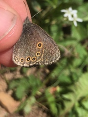 Coenonympha haydenii