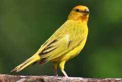 Sicalis flaveola flaveola
