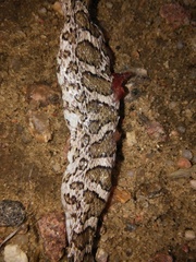 Arizona elegans elegans