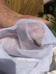 Coenonympha haydenii