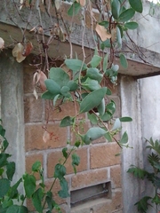 Struthanthus interruptus