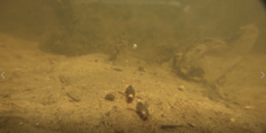 Coptotomus