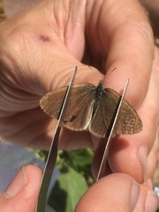 Coenonympha haydenii
