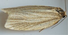 Archips strianus