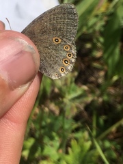 Coenonympha haydenii