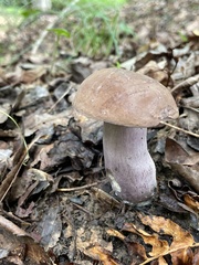 Tylopilus plumbeoviolaceus
