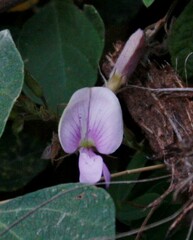 Vicia sativa