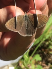Coenonympha haydenii