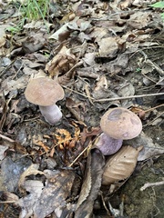 Tylopilus plumbeoviolaceus