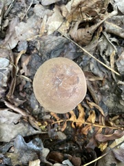 Tylopilus plumbeoviolaceus