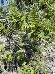 Bursera copallifera