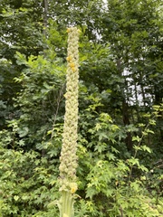 Verbascum thapsus