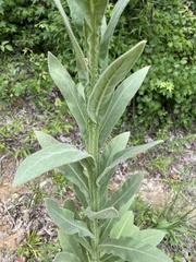 Verbascum thapsus
