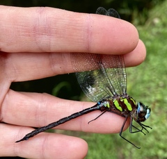 Rhionaeschna cornigera