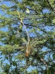 Tillandsia makoyana