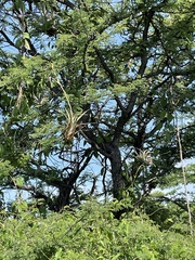Tillandsia makoyana