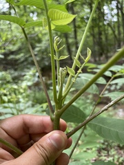 Juglans nigra