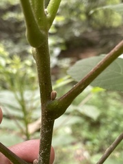 Juglans nigra