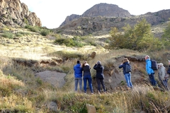 Hippocamelus bisulcus