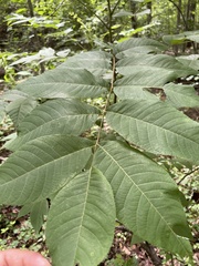 Juglans nigra