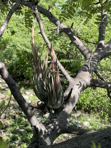 Tillandsia circinnatioides, photograph 5