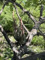 Tillandsia circinnatioides