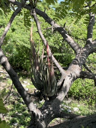 Tillandsia circinnatioides, photograph 4