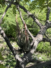 Tillandsia circinnatioides