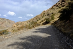 Hippocamelus bisulcus