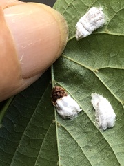 Pulvinaria innumerabilis