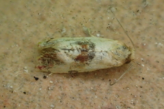 Neocochylis hybridella