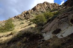 Hippocamelus bisulcus