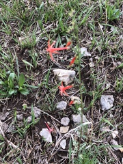 Ipomopsis aggregata formosissima