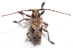 Aegomorphus jaspideus