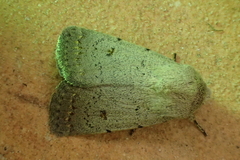 Caradrina aspersa