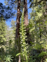 Platanthera elegans