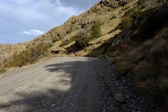 Hippocamelus bisulcus