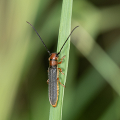 Oberea erythrocephala