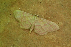 Idaea rhodogrammaria
