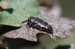 Acmaeodera retifera