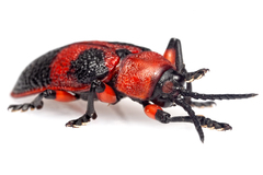 Coraliomela aeneoplagiata