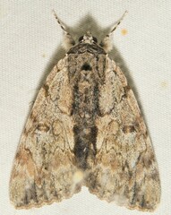 Catocala insolabilis