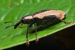 Heilipus